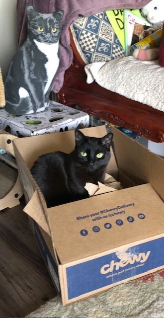 Black cat sits in a Chewy box. Another cat statue is behind it.