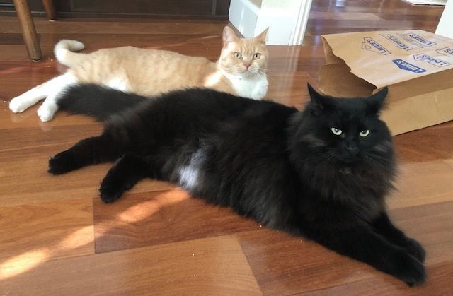 Two cats lounging on a wooden floor: one black, fluffy, and facing the camera; one orange and white, looking onward.