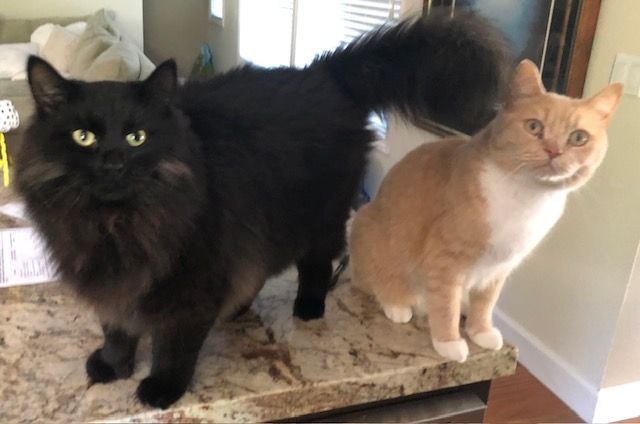 Black long-haired cat and orange and white cat sitting on a countertop, looking at the camera.