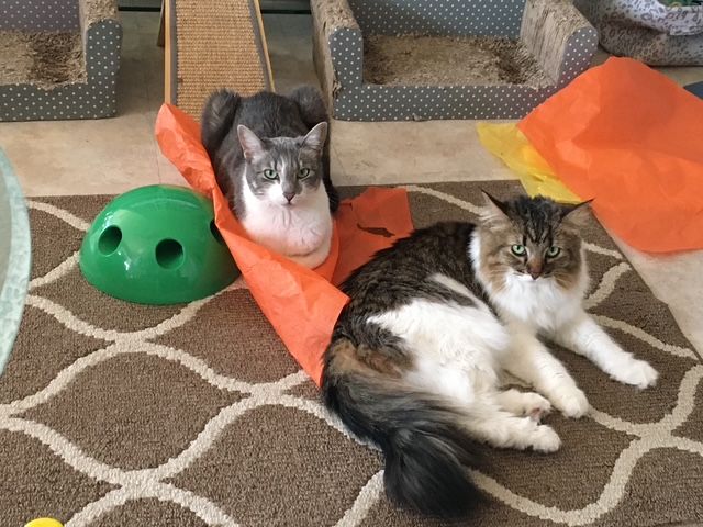 Two cats on a brown rug. One gray and white cat inside orange paper, the other fluffy, brown, and white.