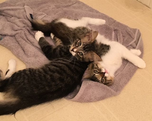 Three kittens, one white and two gray tabby, lie playfully on a gray towel on a tiled floor.