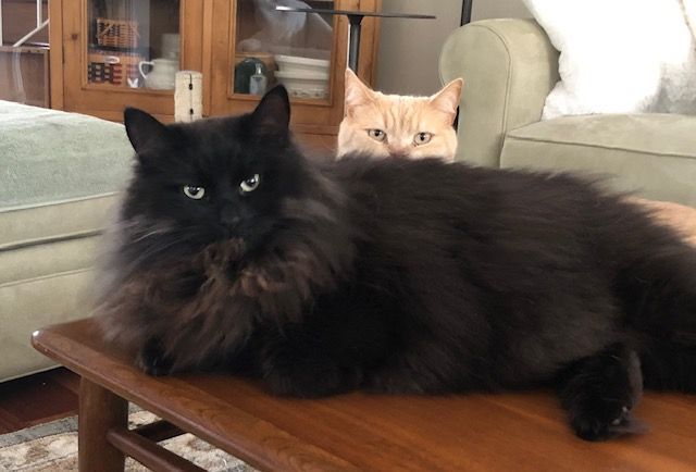 Two cats: black cat on table with orange cat peeking over. Living room setting.