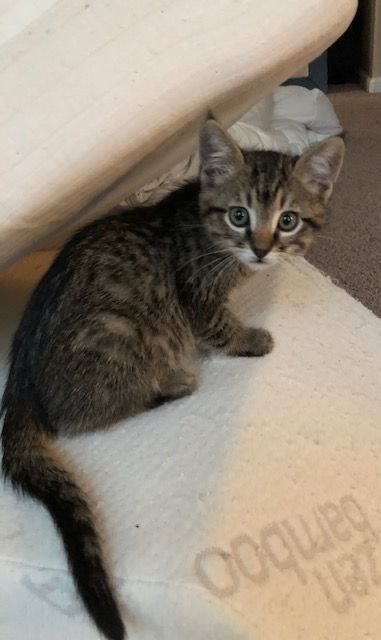 Tabby kitten with green eyes peeking out from under a white surface.