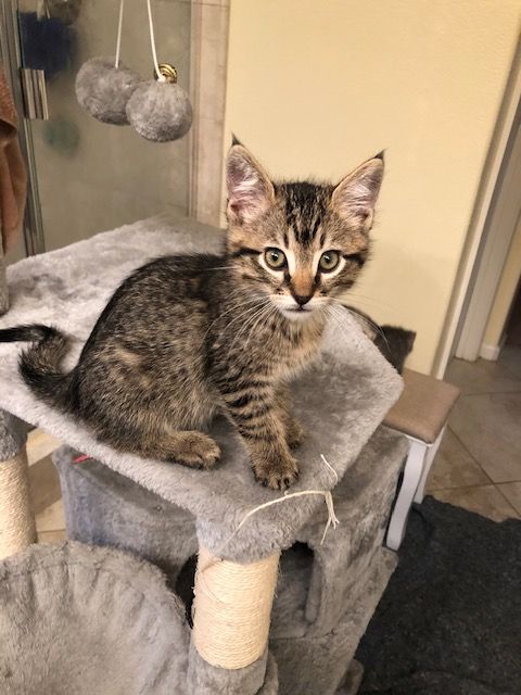 Tabby kitten sitting on a gray cat tree, looking at the camera.