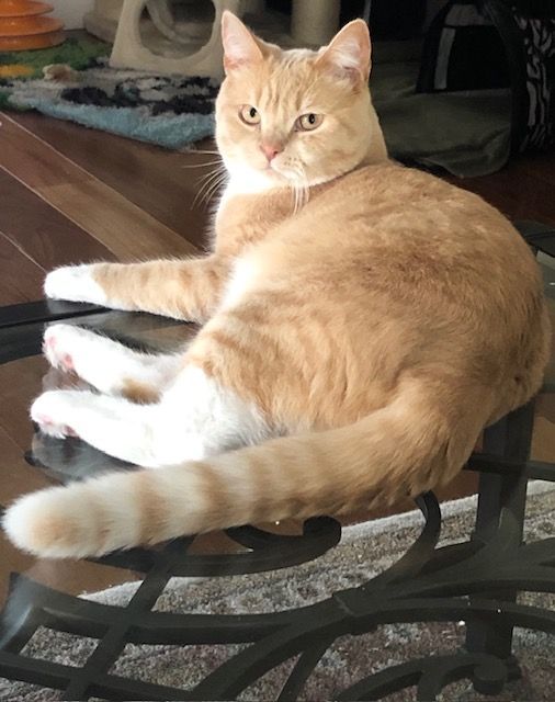 Orange tabby cat resting on a glass table, paws and chest white, looking at the camera.