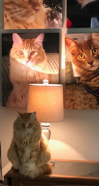 Orange cat sits near a lamp with cat photos on wall in background.