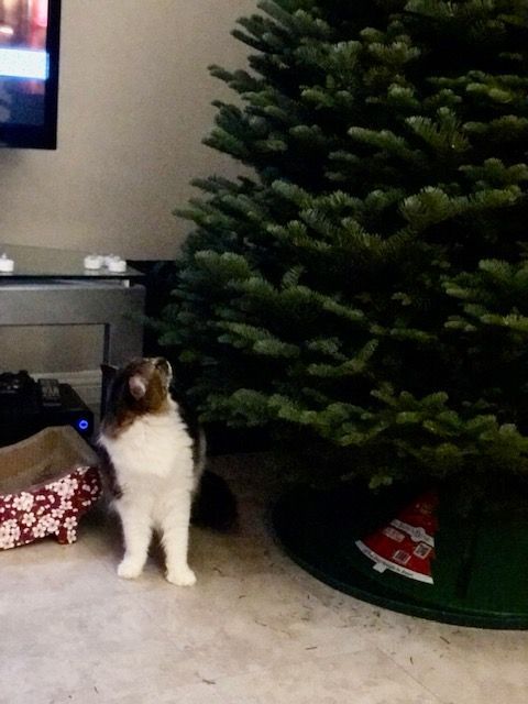 Cat standing near a Christmas tree. White and brown cat, green tree, and red and white Christmas gifts.