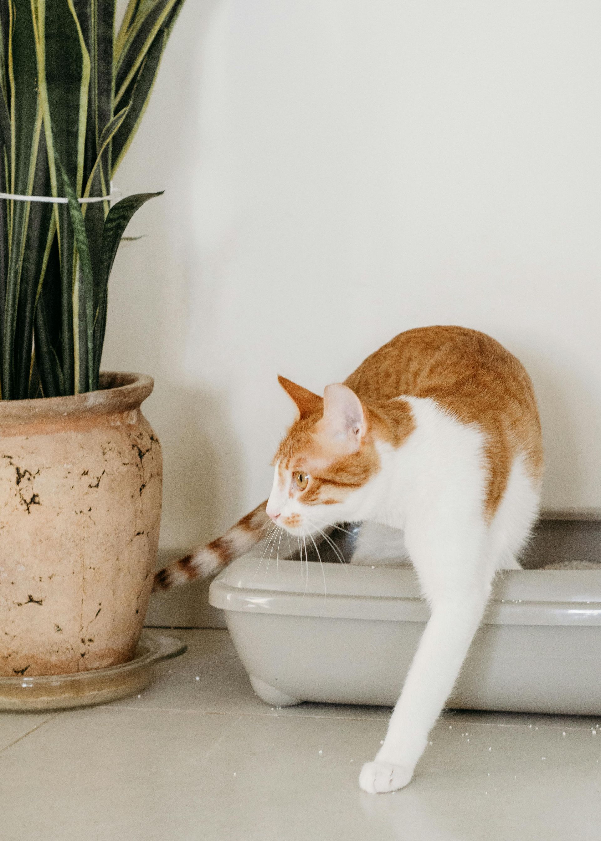 An orange and white cat is playing in a litter box next to a potted plant.