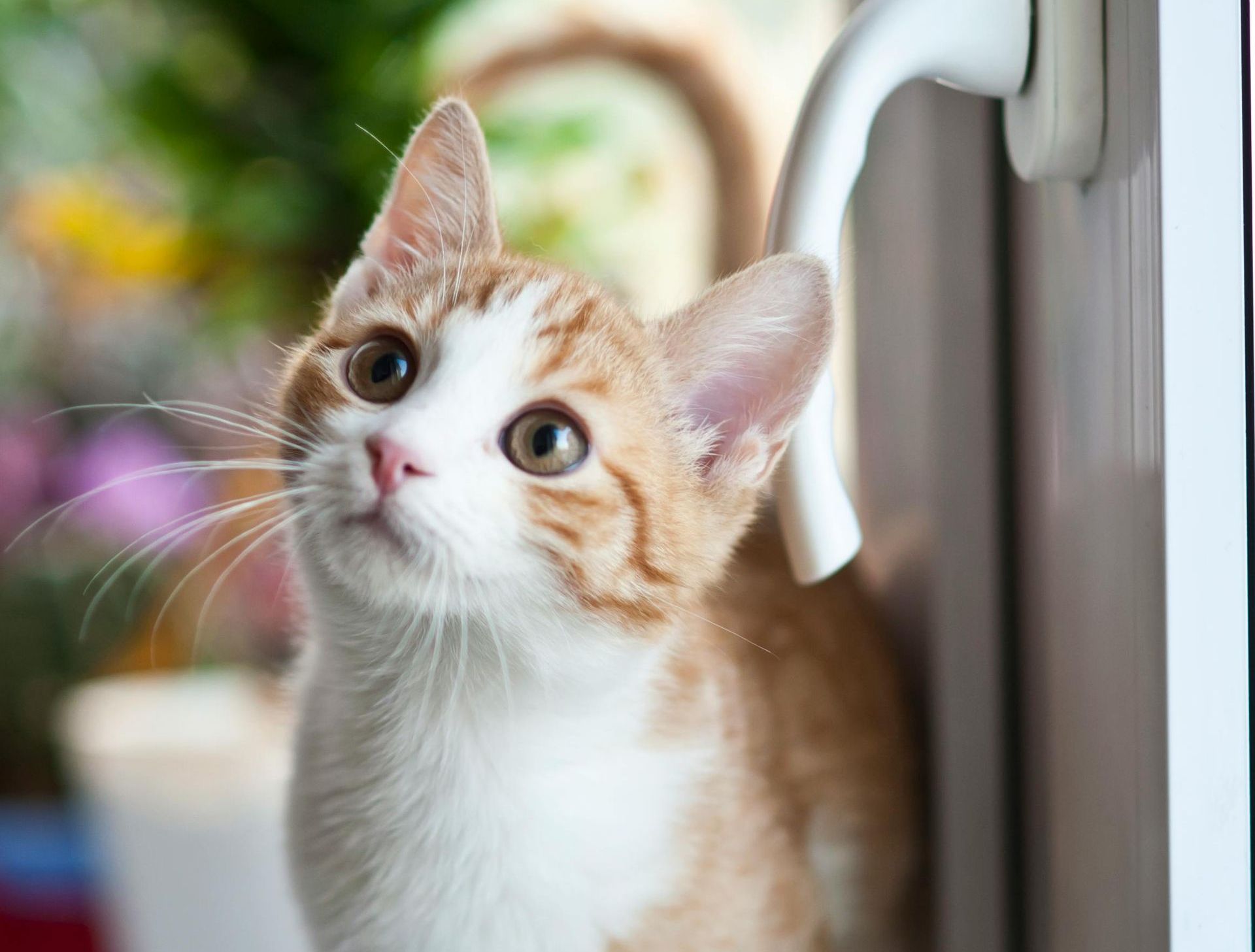 An orange and white cat is looking out of a window.