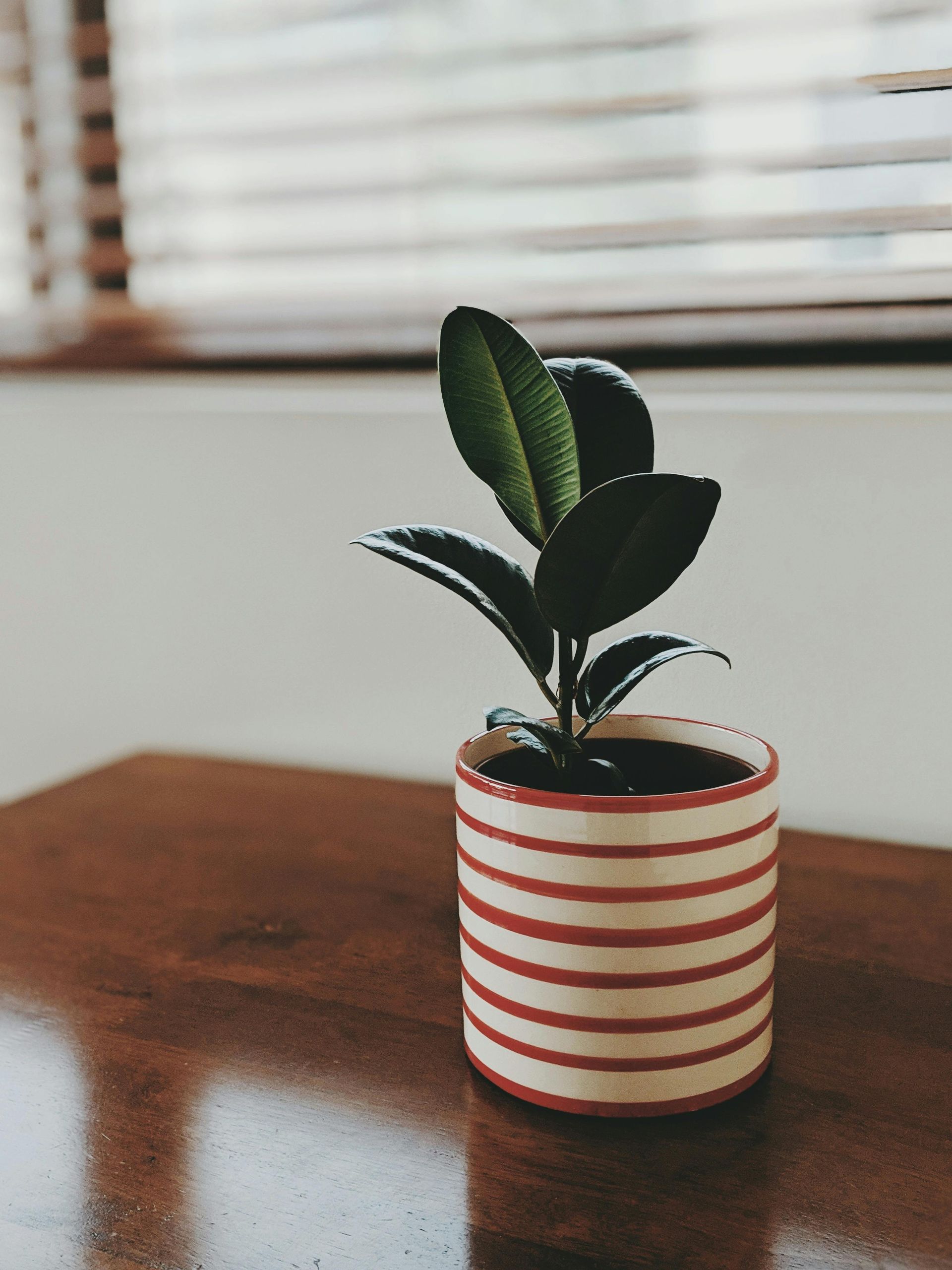 A small plant in a striped pot sits on a wooden table