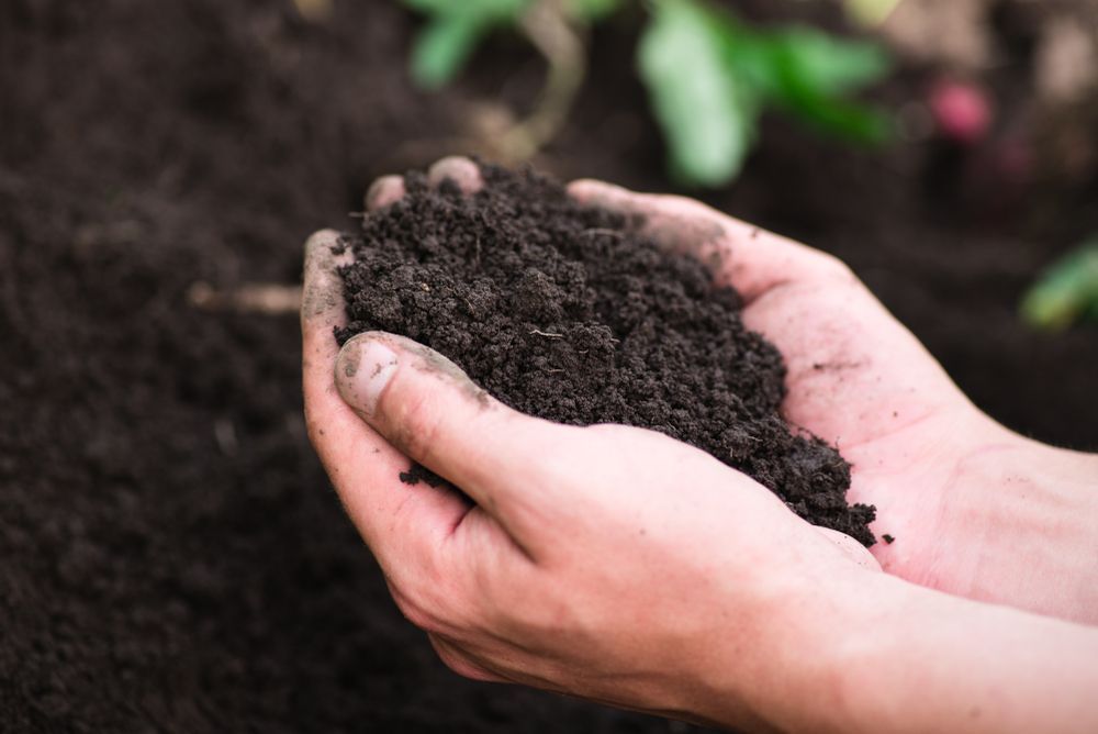 A Person is Holding a Pile of Soil in Their Hands — Hothams In Mudgee, NSW