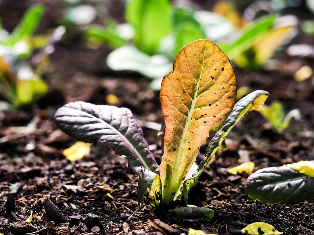 A Small Plant is Growing Out of the Ground — Hothams In Bathurst, NSW