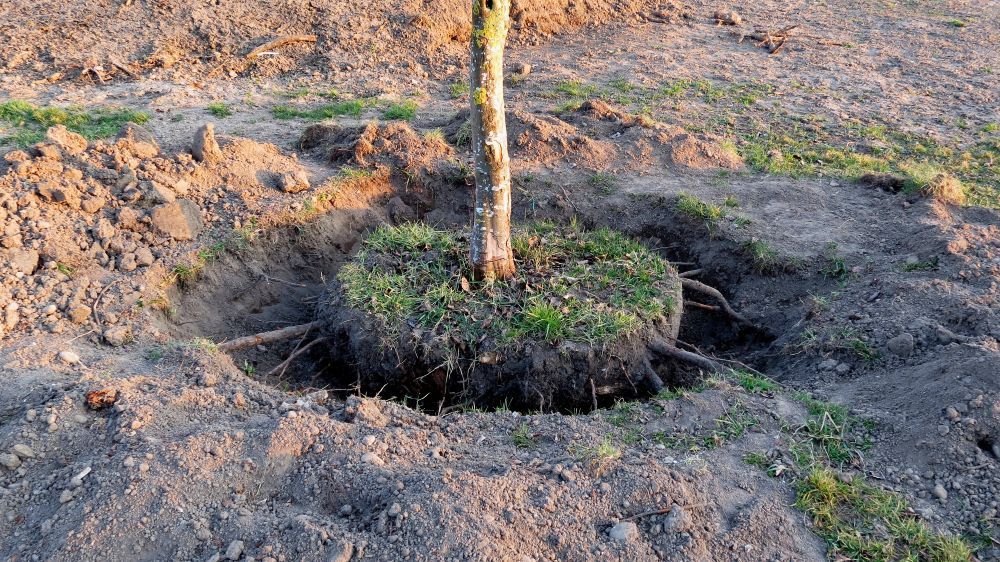 A Tree is Being Planted in a Hole in the Ground — Hothams In Dubbo, NSW