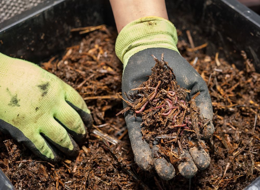A Person Wearing Gloves is Holding a Pile of Worms in Their Hand — Hothams In Bathurst, NSW