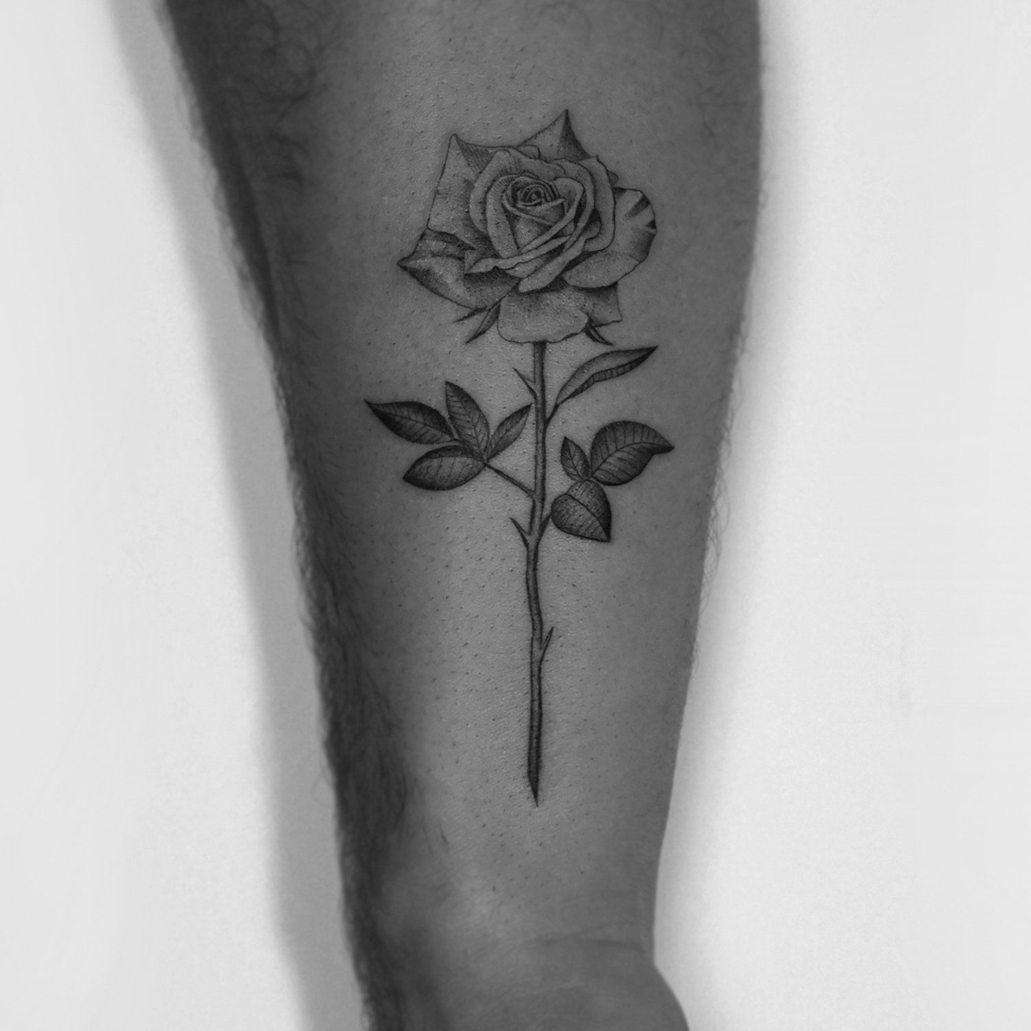 single needle tattoo, tattoo, fine line, black and grey, los angeles, female artist, donatella azygous, rose, rose tattoo