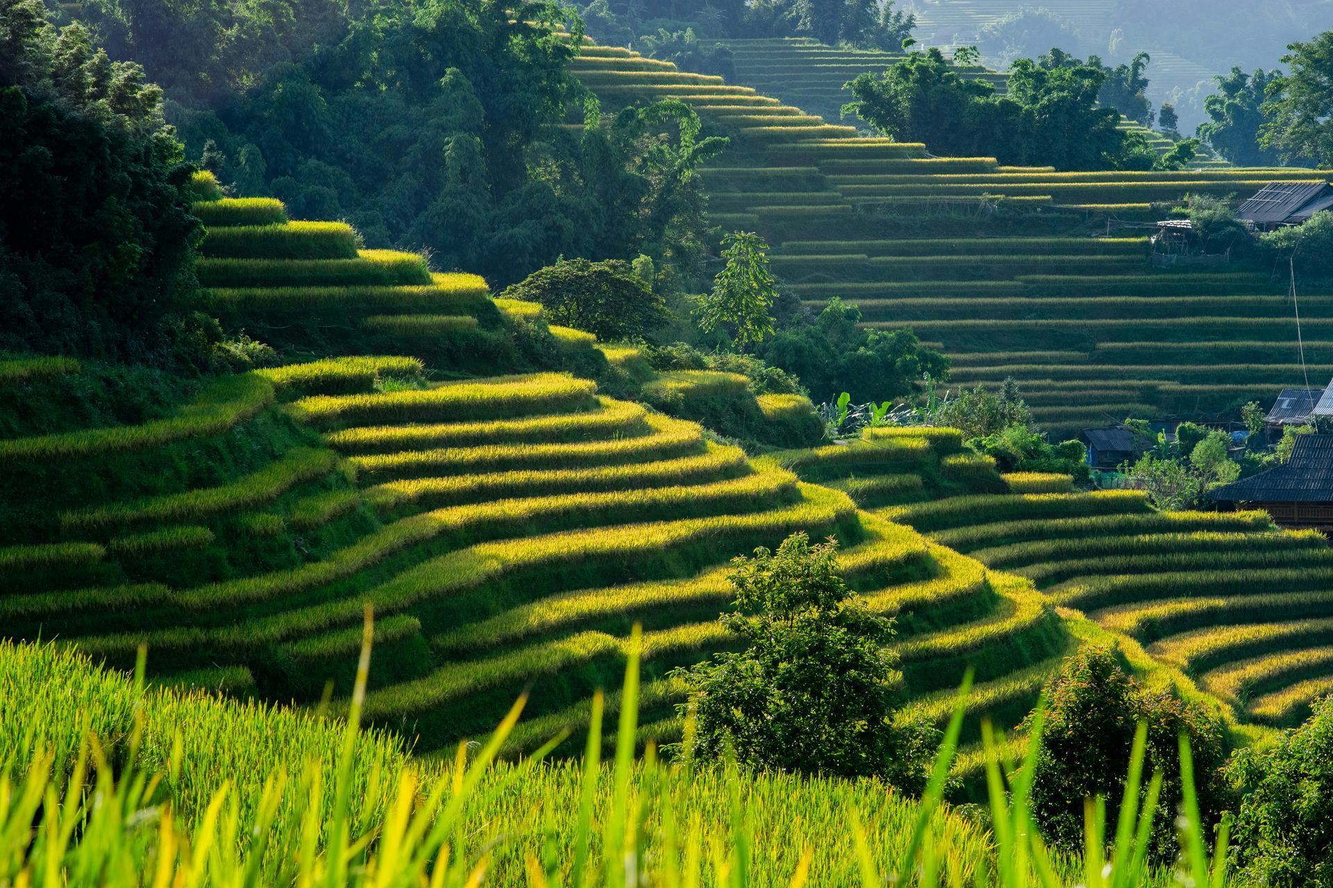 Classic Vietnam
