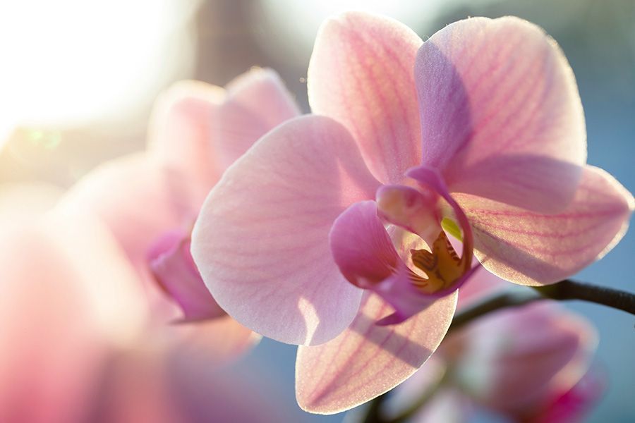 A close up of a pink orchid flower with the sun shining through the petals.