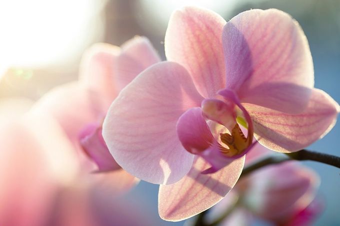 A close up of a pink orchid flower with the sun shining through the petals.