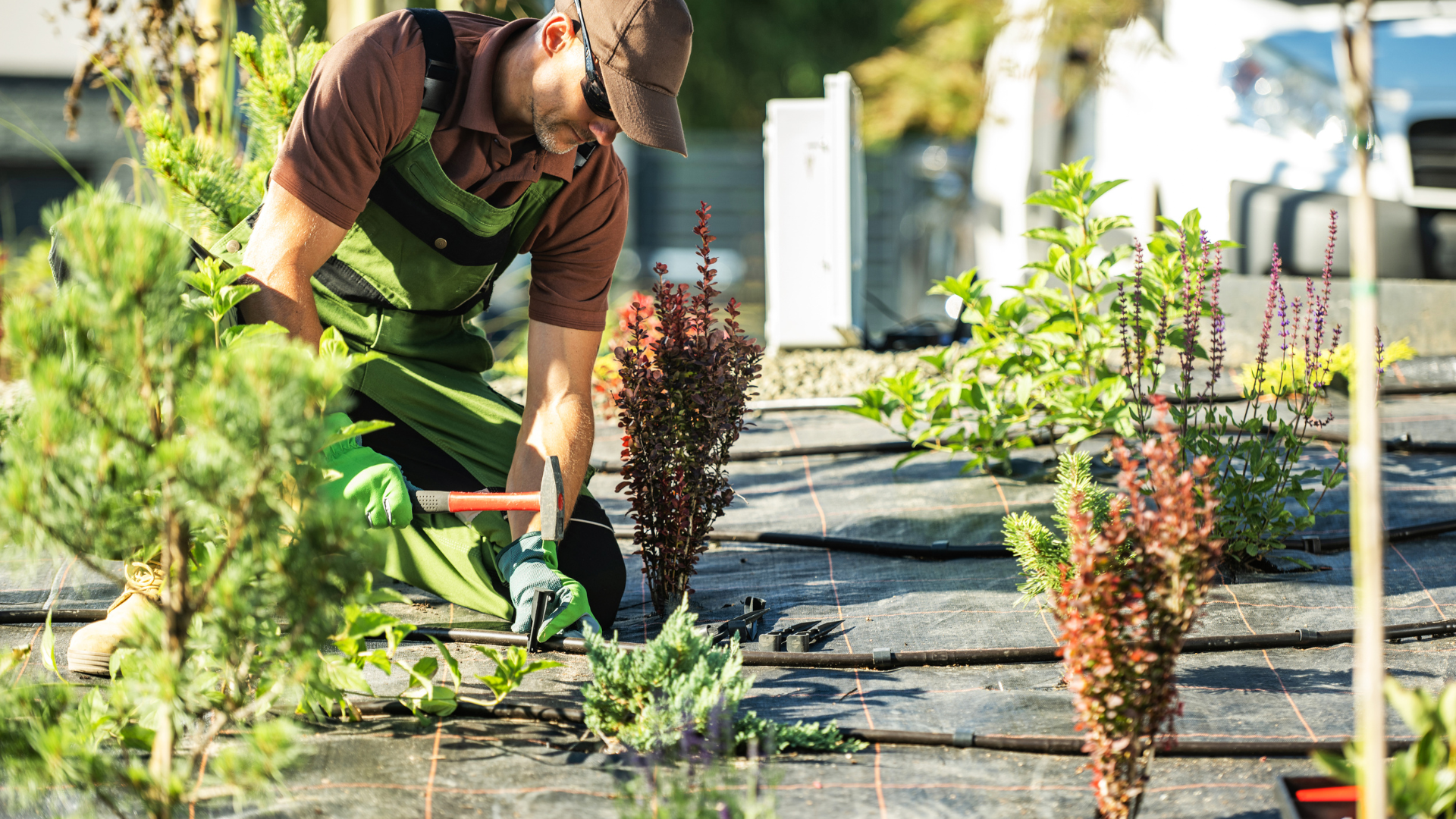 A man is kneeling down in a garden cutting plants.