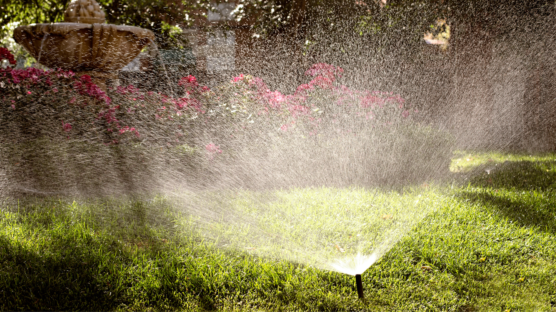 A sprinkler is spraying water on a lush green lawn.