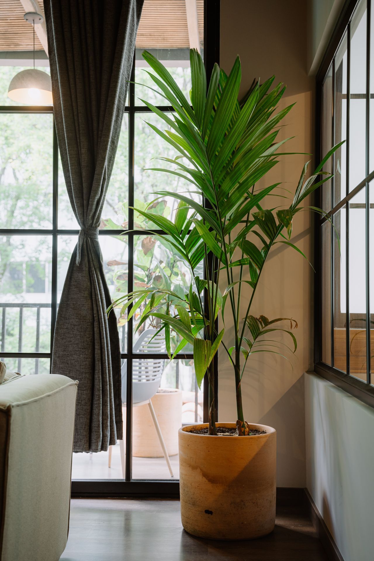 Planta alta en maceta junto a una ventana con cortina gris, la luz natural llena el espacio interior.