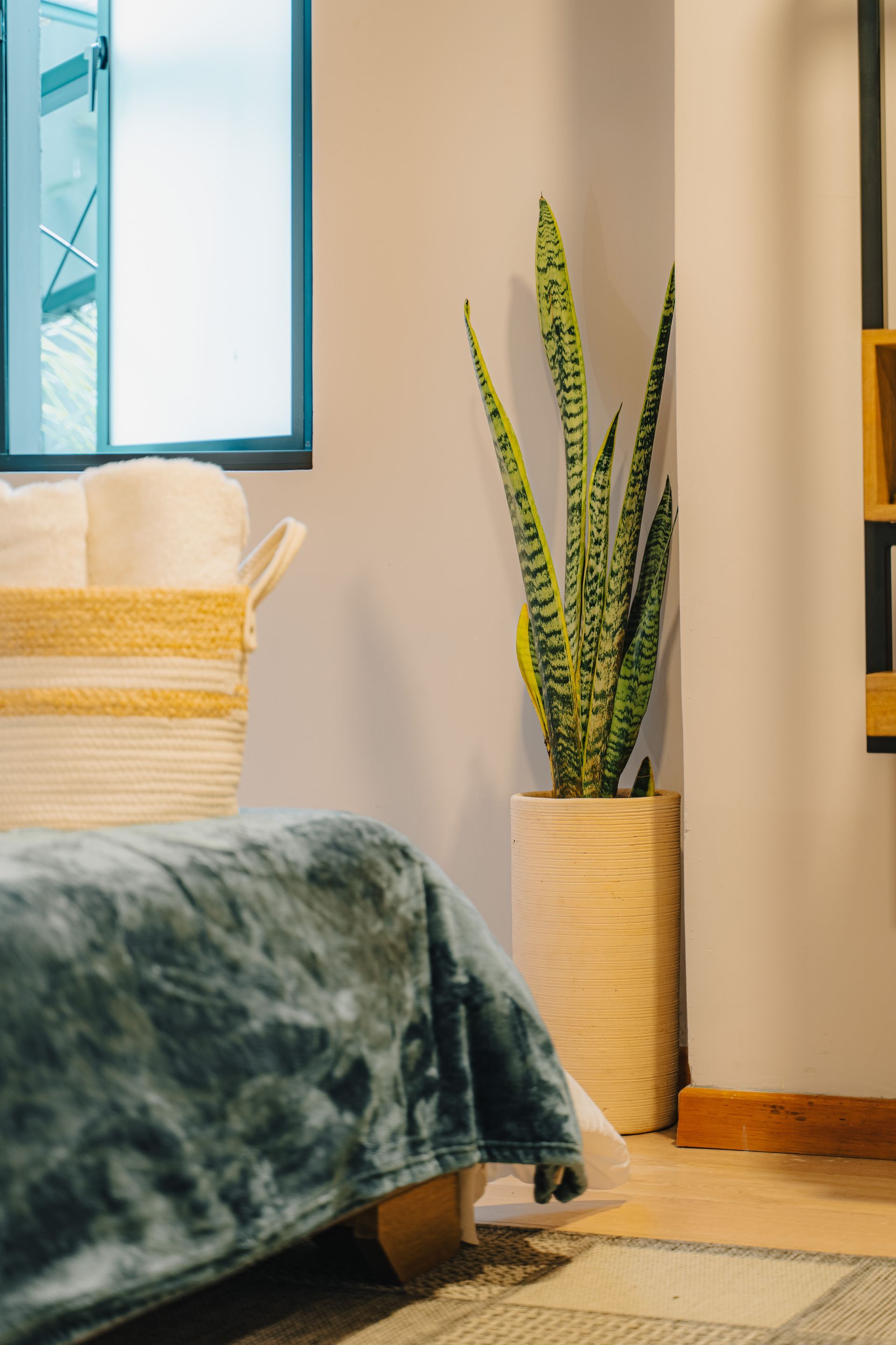 Una planta de serpiente en una maceta tejida de color blanco se encuentra junto a una cama con una manta verde azulado.