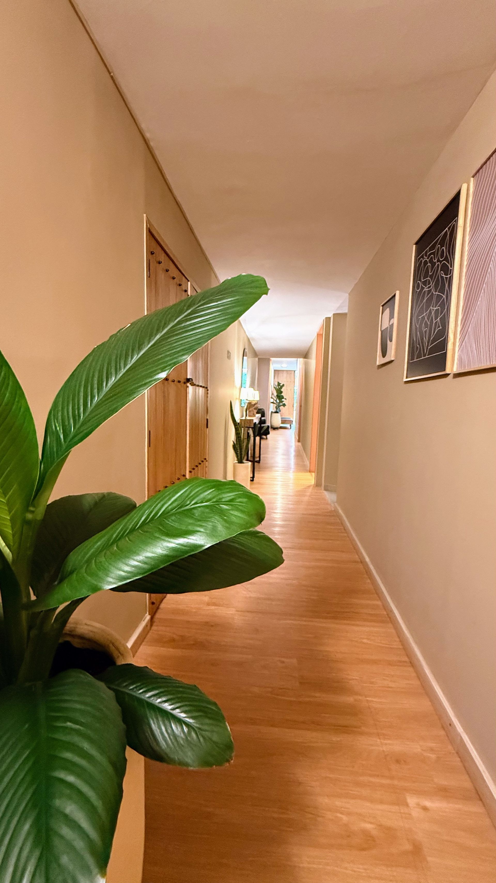 Pasillo con suelo de madera, paredes neutras y una gran planta.