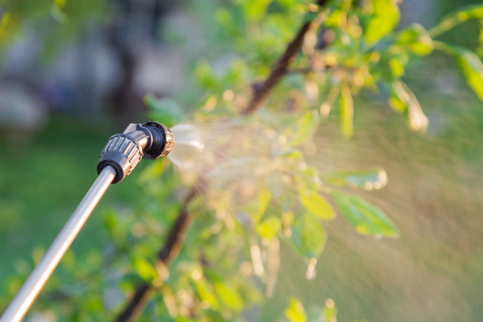 A person is spraying a tree with a sprayer.