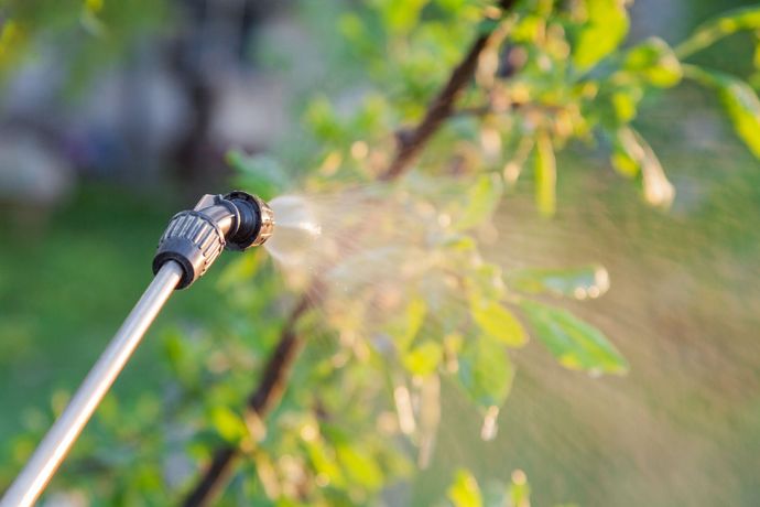 A person is spraying a tree with a sprayer.