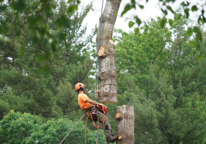 A man is climbing a tree with a chainsaw.