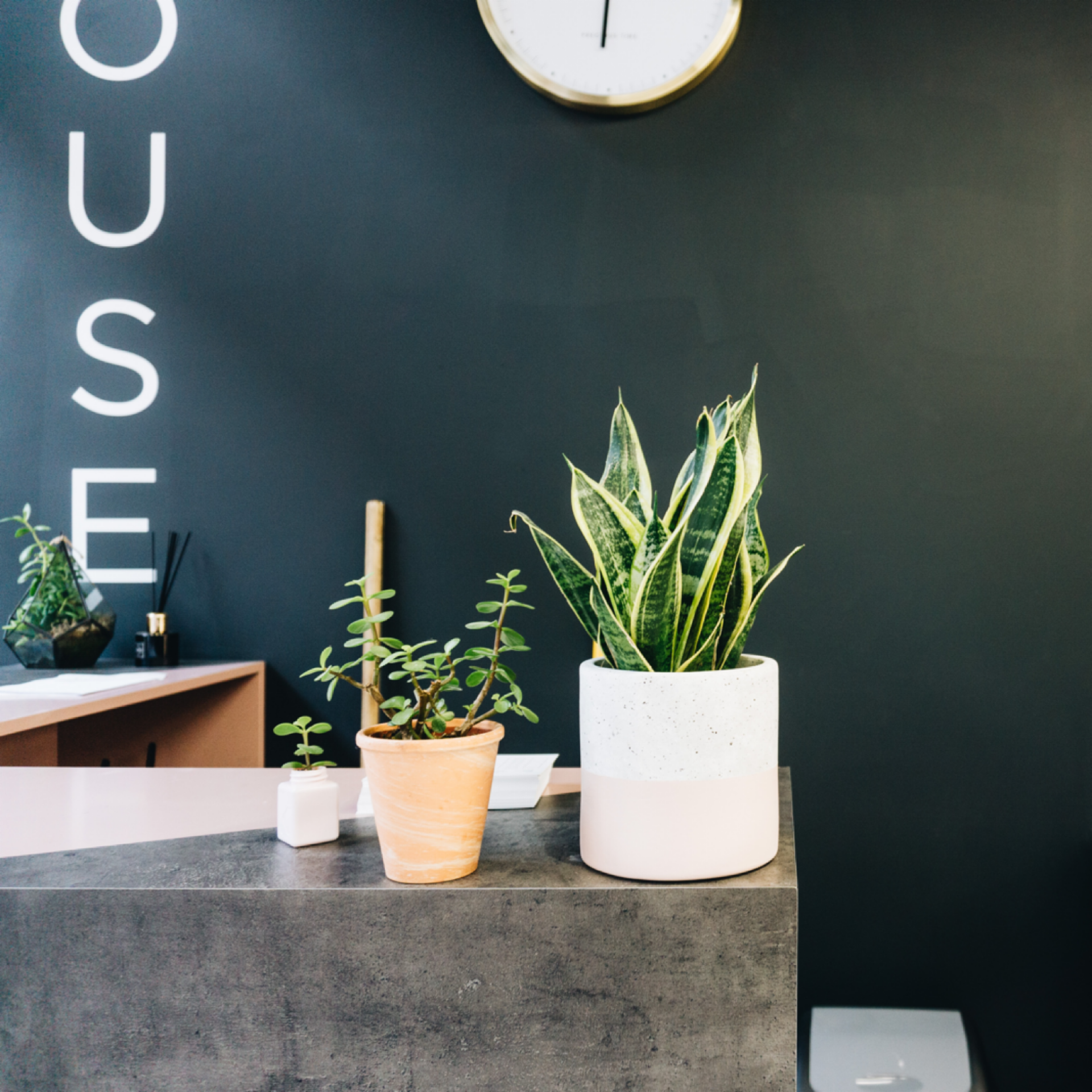 various house plants on a counter top