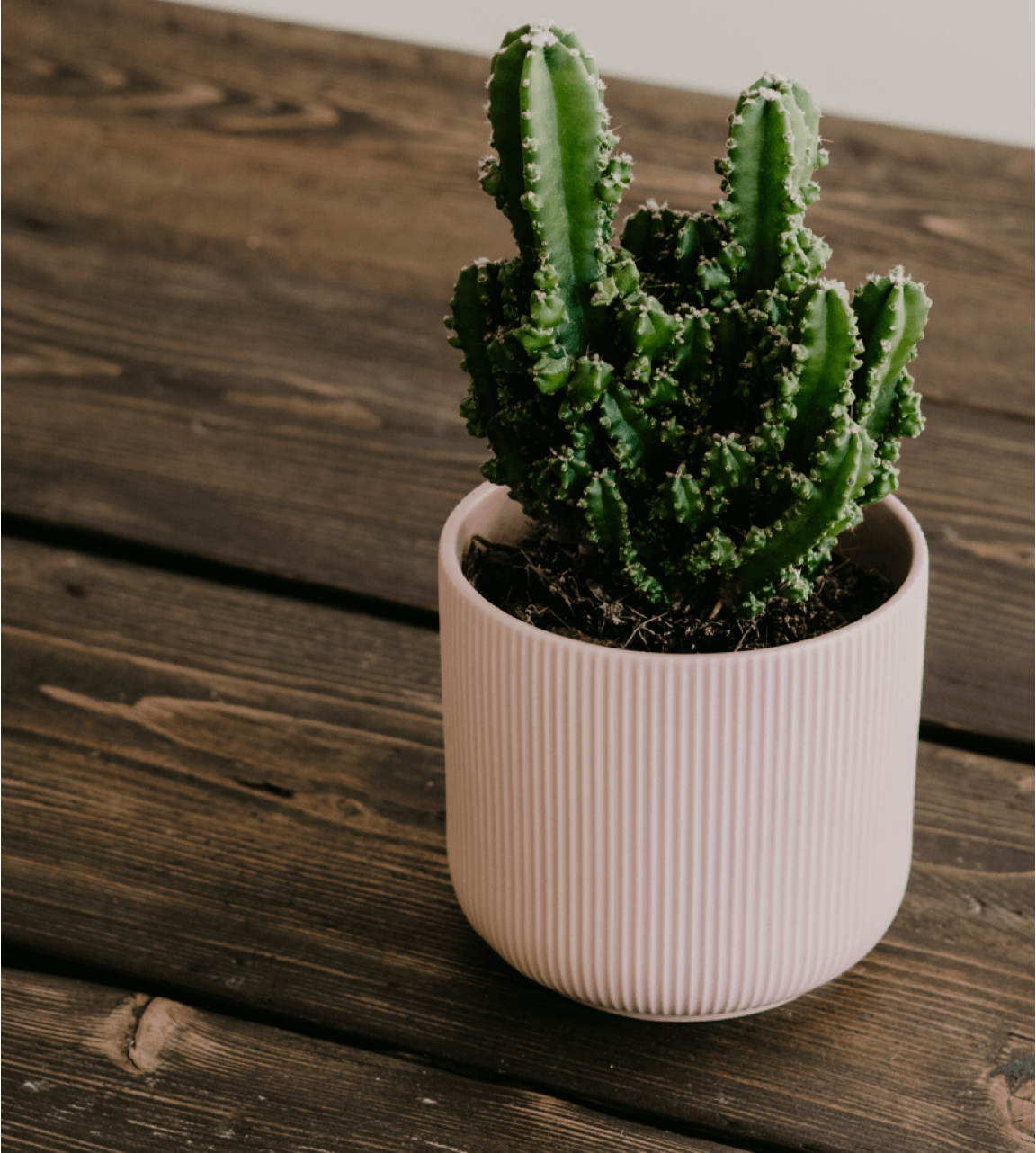 small potted indoor cactus