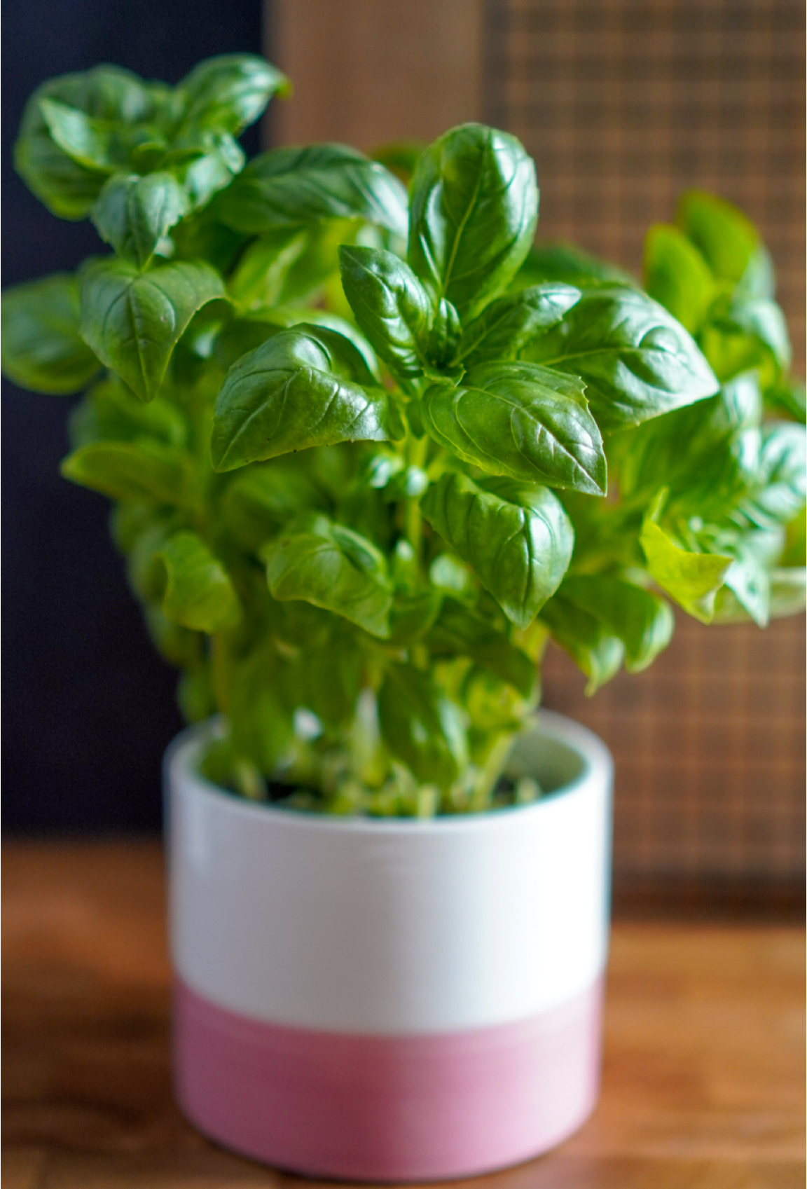 potted basil plant