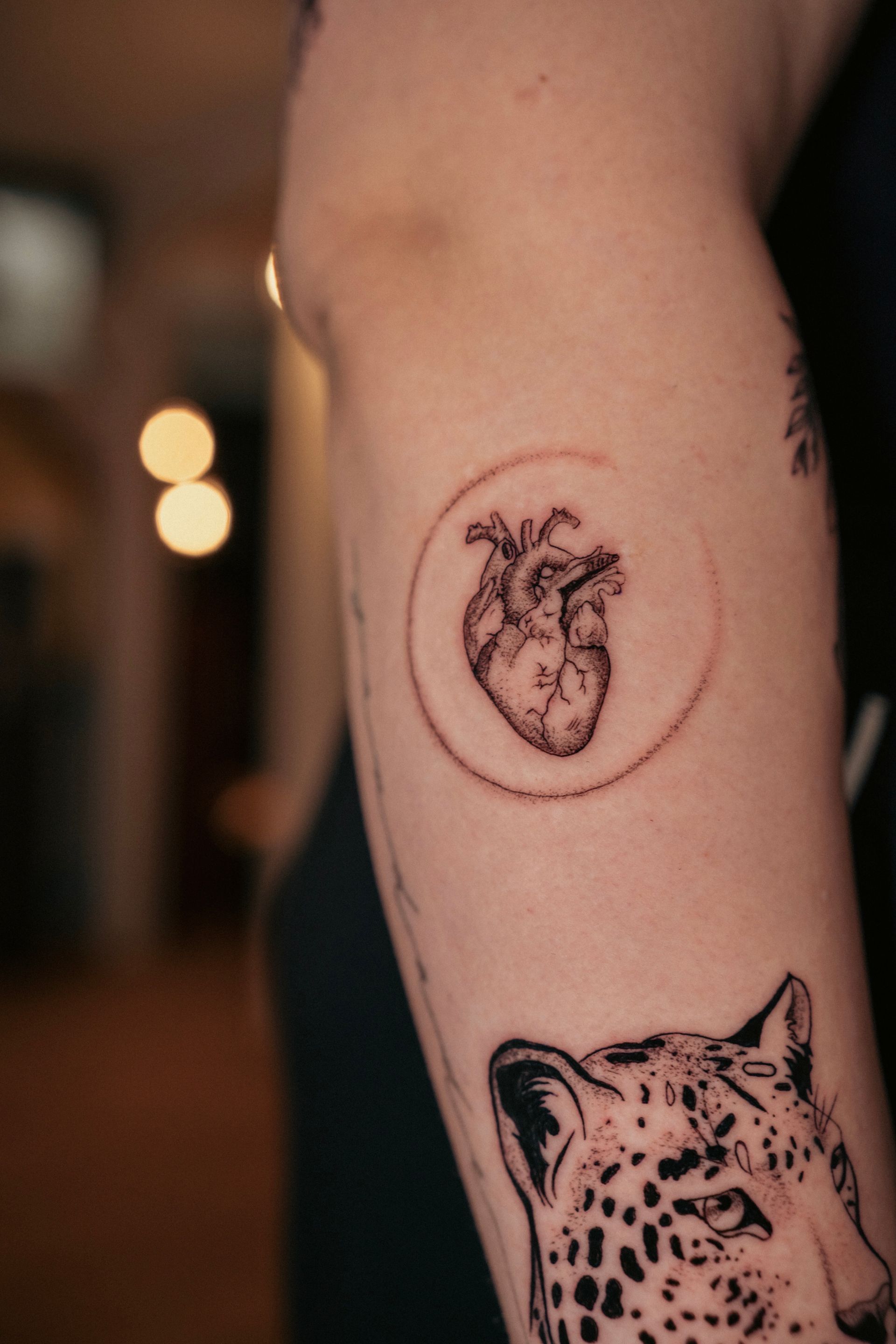 Fine Line Anatomic Herz 