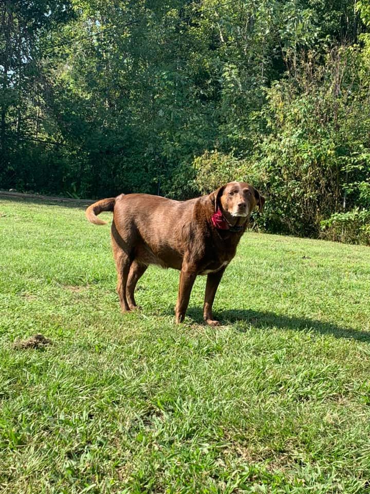 A brown dog is standing in a grassy field.