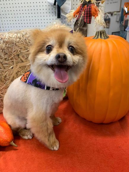 A pomeranian dog is sitting next to a pumpkin.