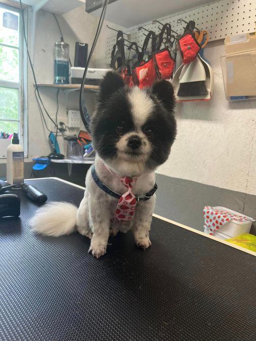 A small black and white dog is sitting on a grooming table.