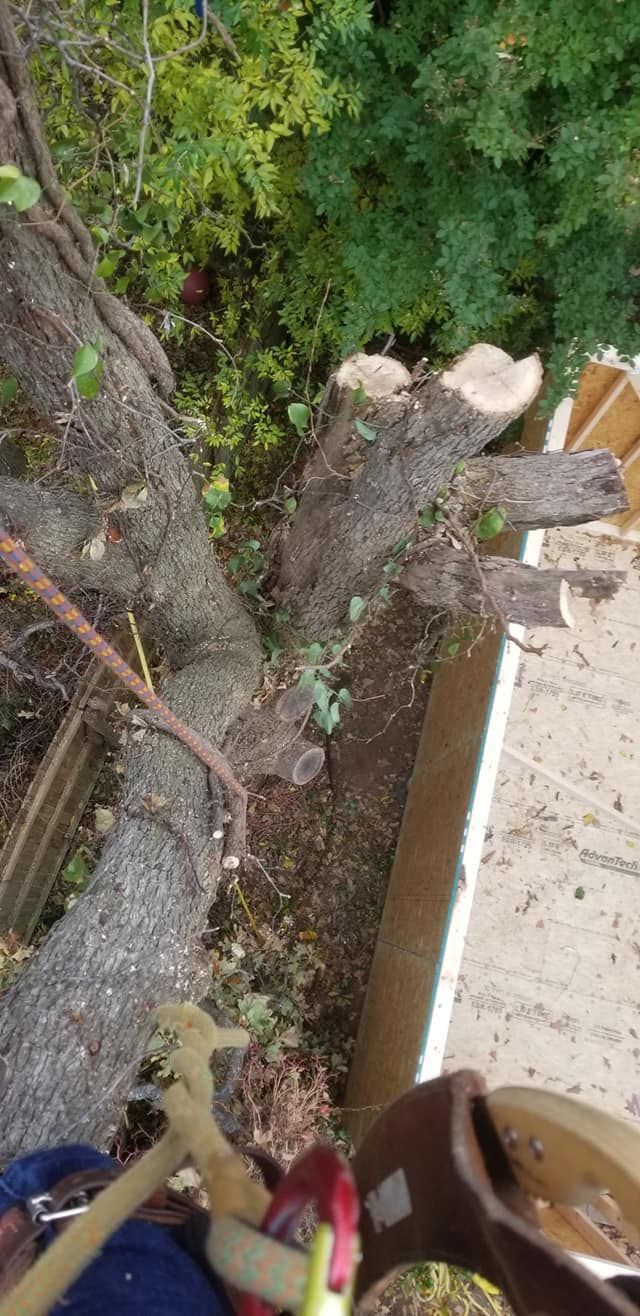 A person is cutting a tree with a chainsaw.