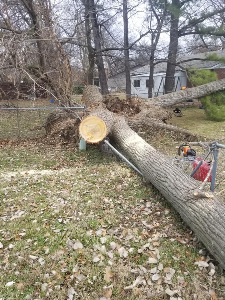 A large tree trunk is laying on the ground next to a chainsaw.
