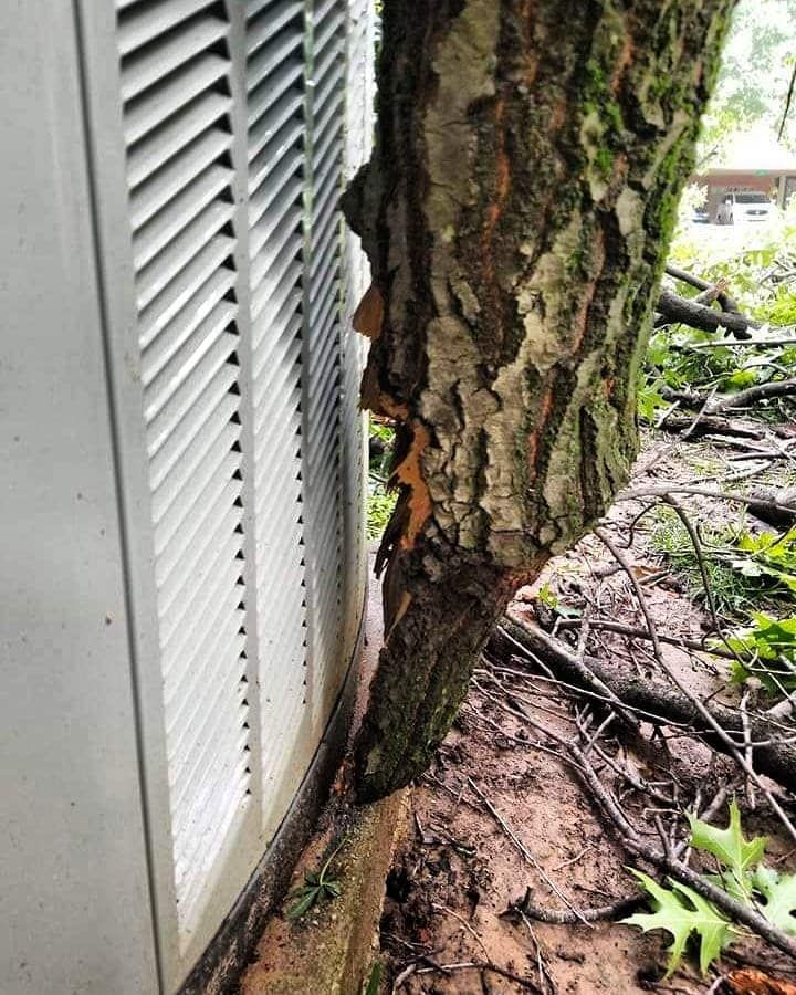 A tree is growing next to a building with shutters.