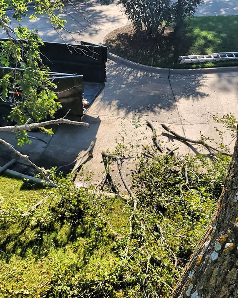 A tree has fallen on the side of a road.