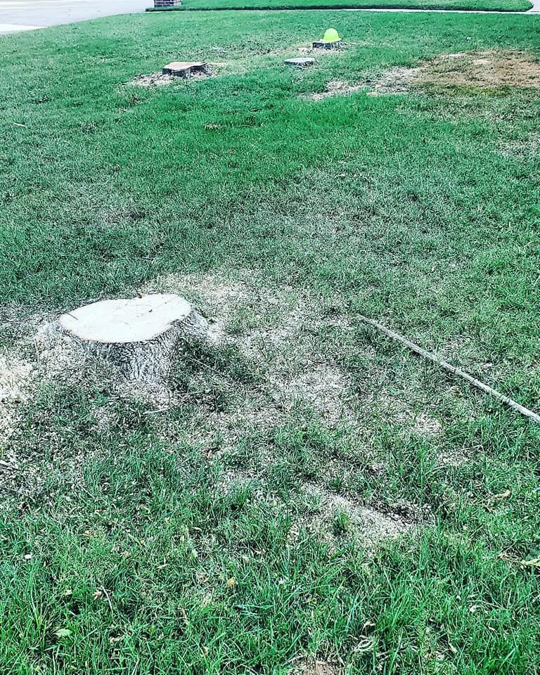 A tree stump is sitting in the middle of a lush green lawn.