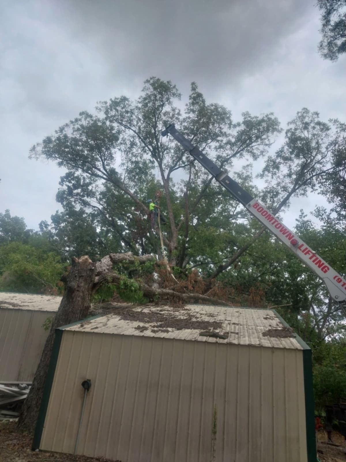 A crane is cutting down a tree on top of a building.