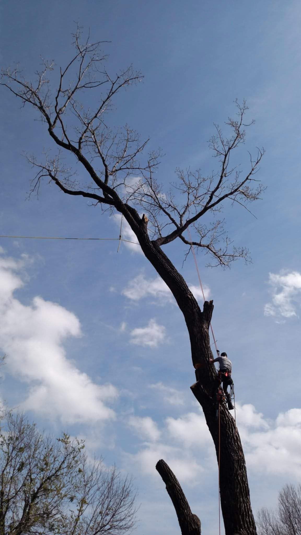 A man is cutting a tree in front of a house.
