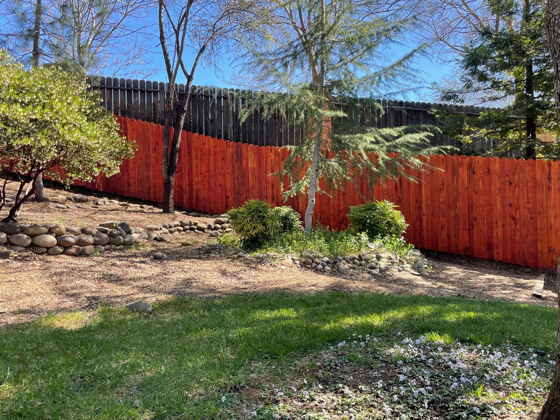after picture of wood fence restoration and staining of residential backyard  in sacramento