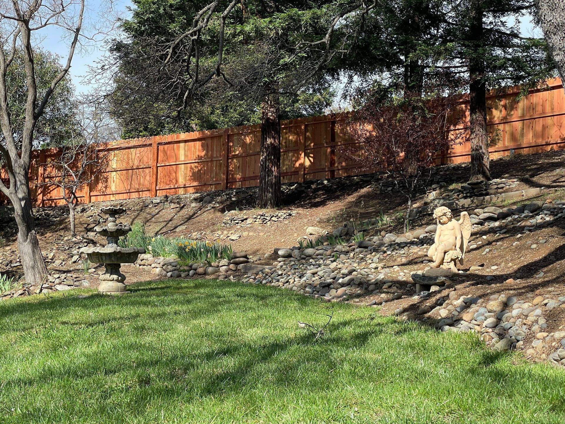 before picture of wood fence restoration and staining of residential backyard  in sacramento