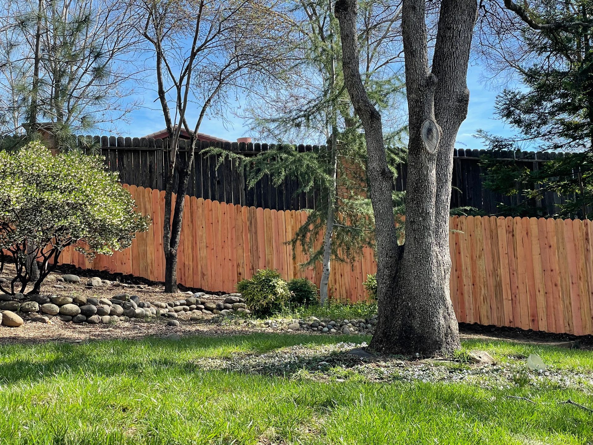 before picture of wood fence restoration and staining of residential backyard  in sacramento