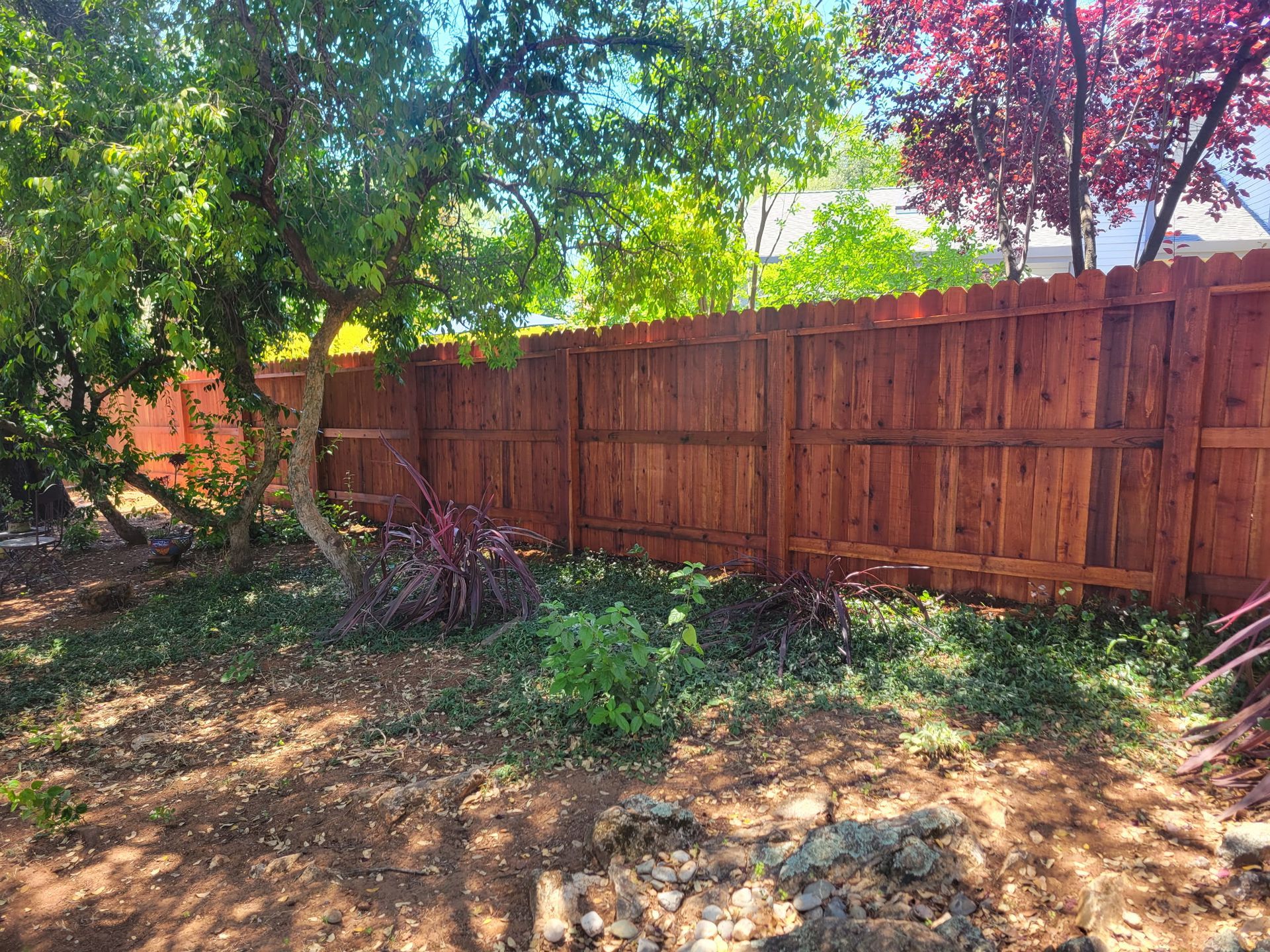 Sunlit backyard with a wooden fence, leafy trees, and sparse ground cover