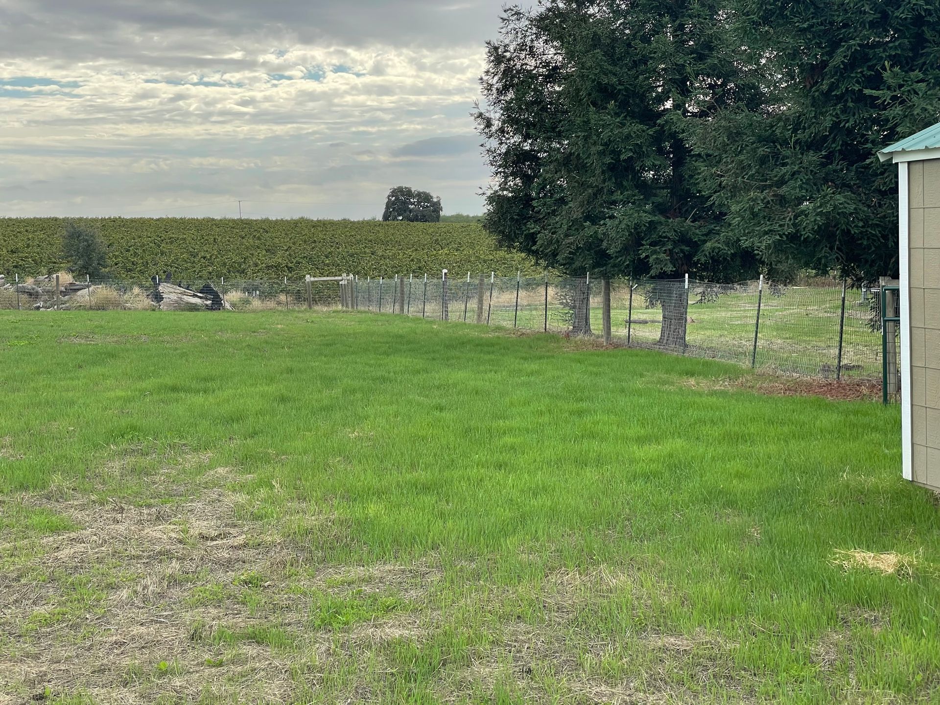 Green field with a chain-link fence, trees, and a vineyard in the background under a cloudy sky.