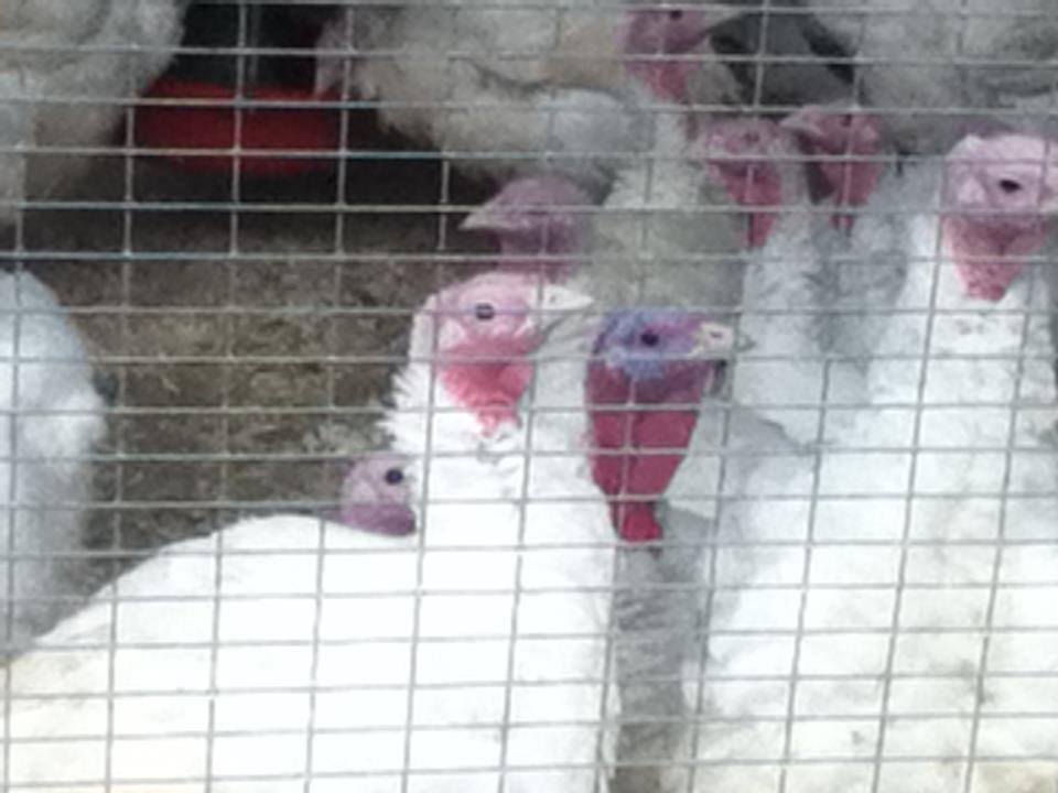 A group of white turkeys are behind a wire fence.